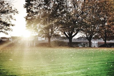 Trees on lawn in field