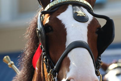 Close up of budweiser clydesdales against sky background