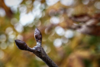 Close-up of raindrops on tree
