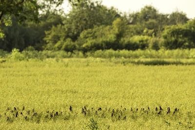 Scenic view of grassy field