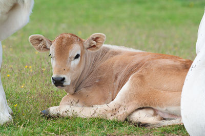 Portrait of sheep on field