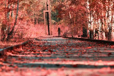 Road amidst trees in forest during autumn