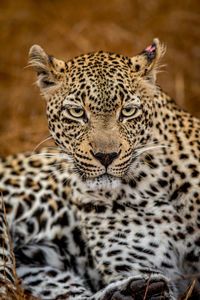 Close-up of tiger