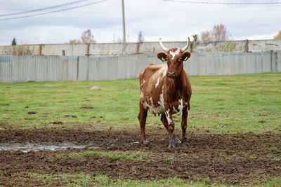 Cow on a farm
