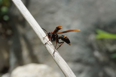 Close-up of insect