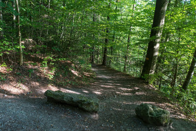 Footpath amidst trees in forest