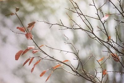 Close-up of plant against sky