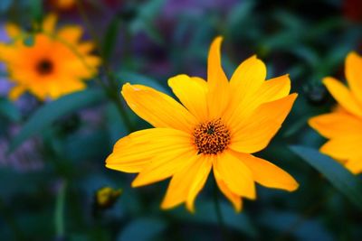 Close-up of yellow flower blooming outdoors