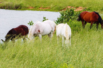 Horses on grassy field