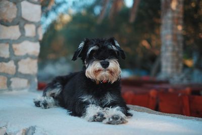 Close-up portrait of a dog