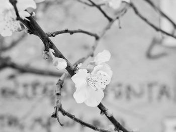 Close-up of cherry blossoms