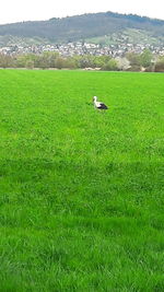 Scenic view of green landscape against sky