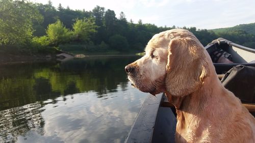 Close-up of golden retriever by lake against sky