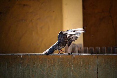 Close-up of bird flying against wooden wall