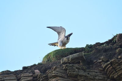 Peregrine falcon 