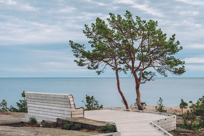 Tree on bench by sea against sky