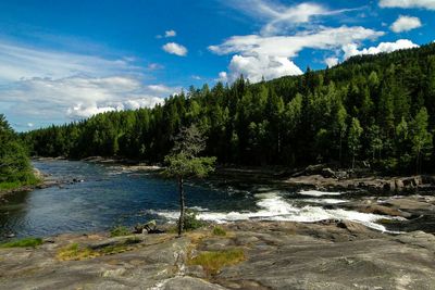 River flowing through forest