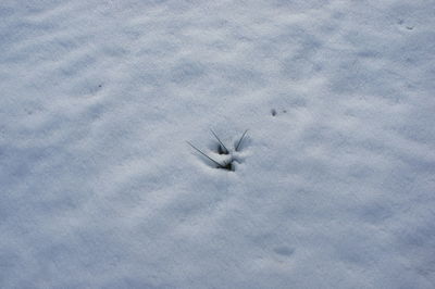 High angle view of bird flying over snow