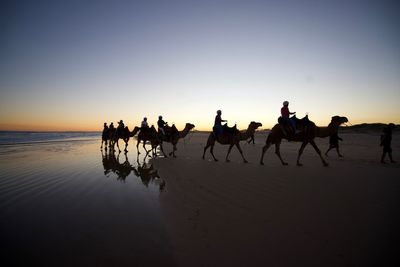 Silhouette people riding camels at beach against sky during sunset