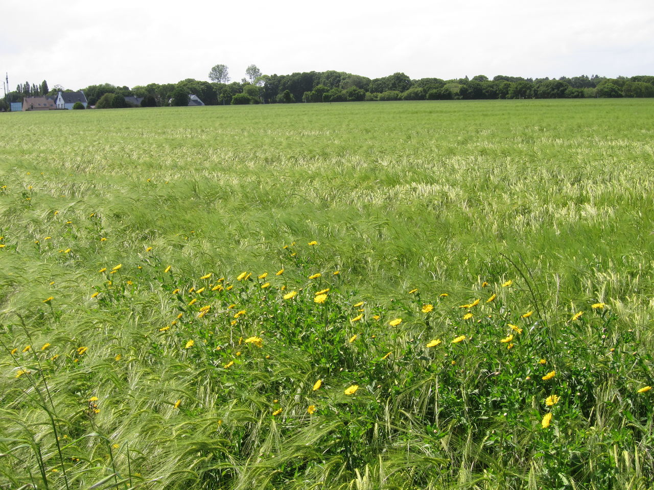 CROPS GROWING ON FIELD