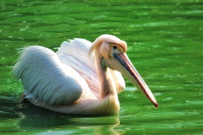 Pelican flapping its wings and splashing water around it