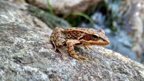 Close-up of frog on rock