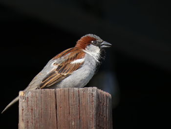 Close-up of bird perching on wooden post