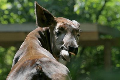 Close-up portrait of lizard on tree