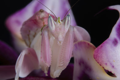 Close-up of pink rose flower