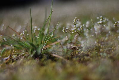 Close-up of white flowering plants on field