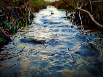 High angle view of duck swimming in lake
