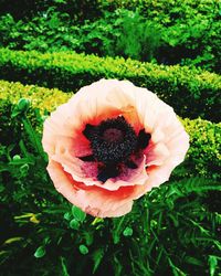 Close-up of poppy blooming outdoors