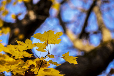 Close-up of yellow leaves against blurred background