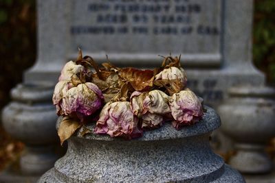 Close-up of dry flowers on cemetery at graveyard