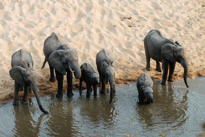 Horses in a lake