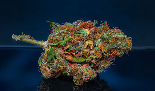 Close-up of plant against black background