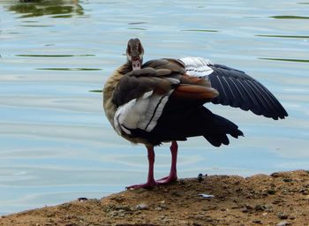 View of duck at lakeshore