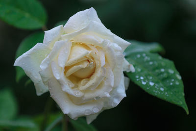 Close-up of wet white rose blooming outdoors