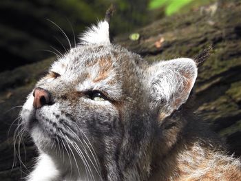 Close-up of tiger