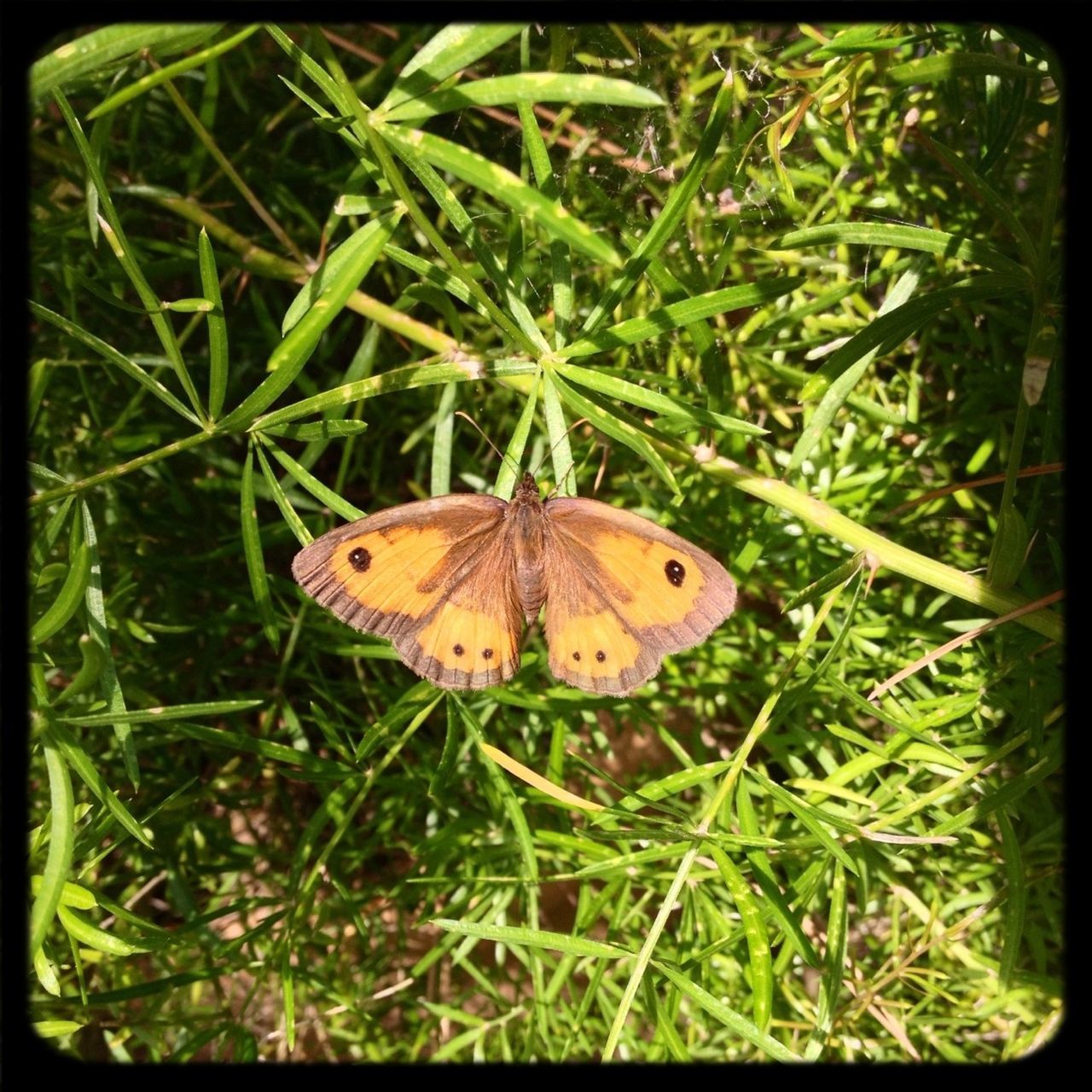 wildlife, insect, animals in the wild, one animal, animal themes, butterfly, butterfly - insect, grass, transfer print, green color, growth, nature, close-up, plant, leaf, fragility, beauty in nature, auto post production filter, field, high angle view