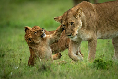 View of a lion