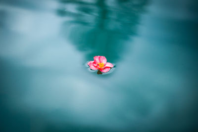 Close-up of yellow flower
