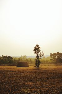 Scenic view of field against clear sky