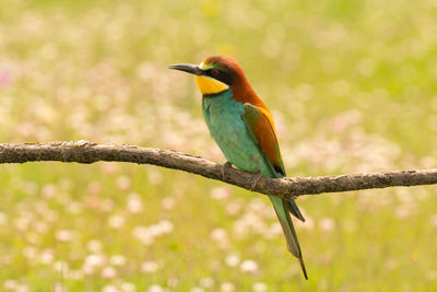 Close-up of bird perching on branch