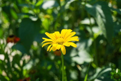 Close-up of yellow flower blooming in field