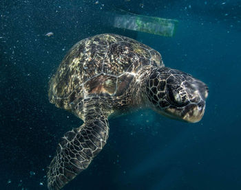 View of turtle in sea