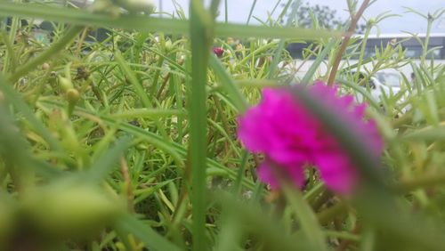 Close-up of flowers growing in field