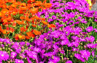 Close-up of pink flowering plants