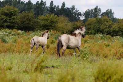 View of horses walking in field