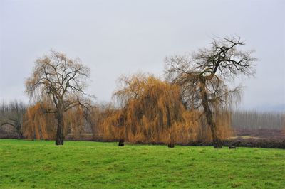 Trees on field against sky